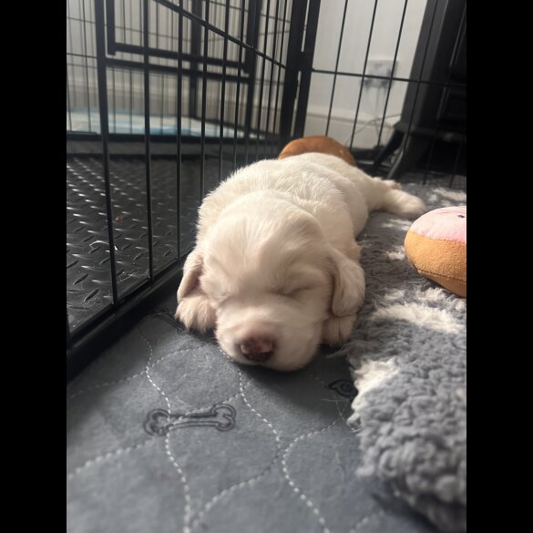 Cocker Spaniel (Working &amp; Show) - Both