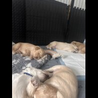 Cocker Spaniel (Working &amp; Show) - Both