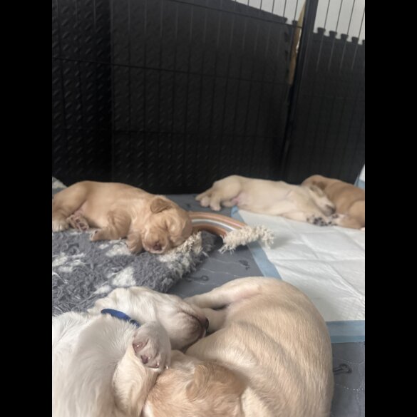 Cocker Spaniel (Working &amp; Show) - Both
