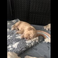 Cocker Spaniel (Working &amp; Show) - Both
