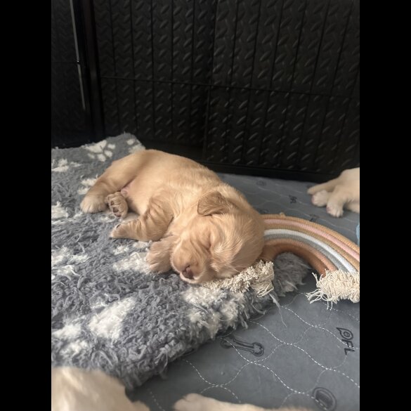 Cocker Spaniel (Working &amp; Show) - Both
