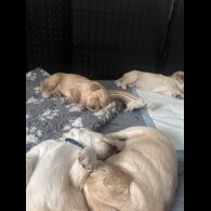 Cocker Spaniel (Working &amp; Show) - Both