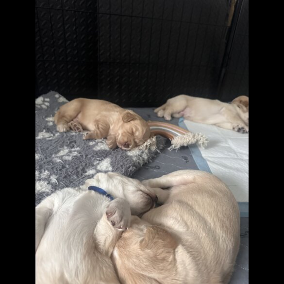 Cocker Spaniel (Working &amp; Show) - Both