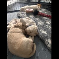 Cocker Spaniel (Working &amp; Show) - Both