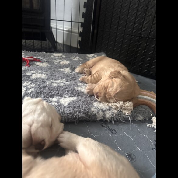 Cocker Spaniel (Working &amp; Show) - Both