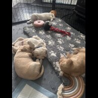 Cocker Spaniel (Working &amp; Show) - Both