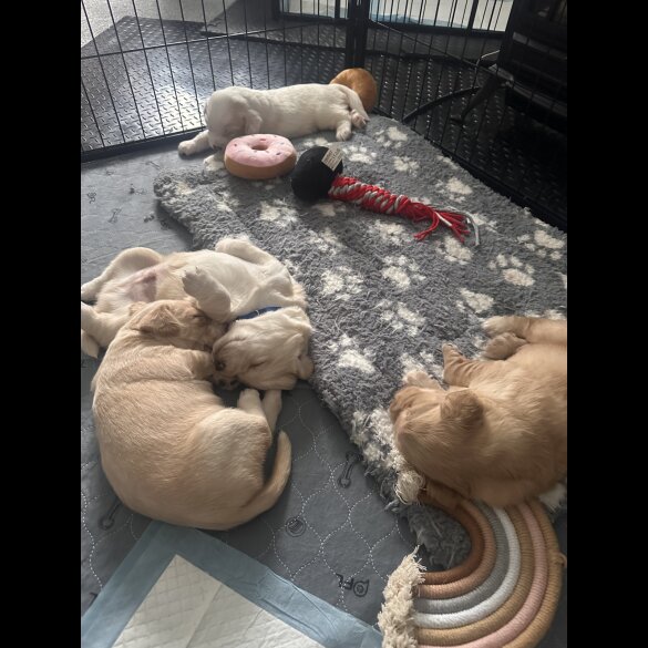 Cocker Spaniel (Working &amp; Show) - Both