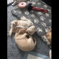 Cocker Spaniel (Working &amp; Show) - Both