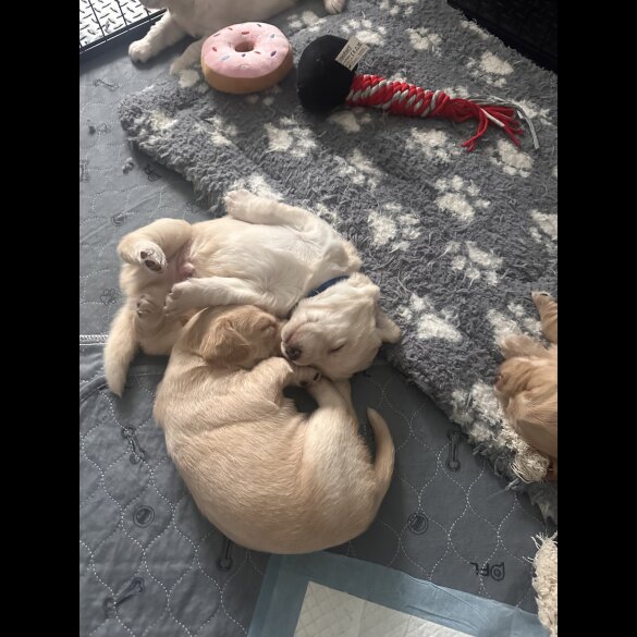 Cocker Spaniel (Working &amp; Show) - Both
