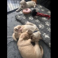 Cocker Spaniel (Working &amp; Show) - Both
