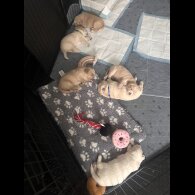 Cocker Spaniel (Working &amp; Show) - Both