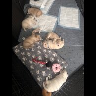 Cocker Spaniel (Working &amp; Show) - Both
