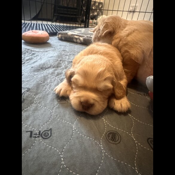 Cocker Spaniel (Working &amp; Show) - Both