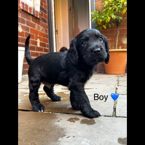 Cocker Spaniel (Working &amp; Show) - Both