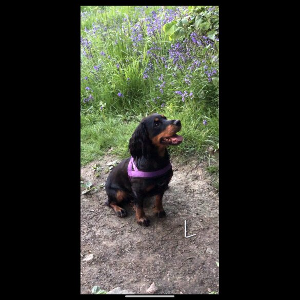 Cocker Spaniel (Working &amp; Show) - Both