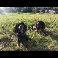 Cocker Spaniel (Working &amp; Show) - Both