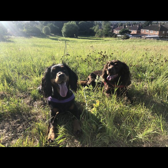 Cocker Spaniel (Working &amp; Show) - Both