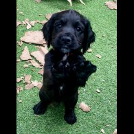 Cocker Spaniel (Working &amp; Show) - Dogs
