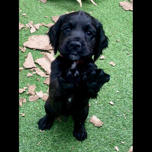 Cocker Spaniel (Working &amp; Show) - Dogs