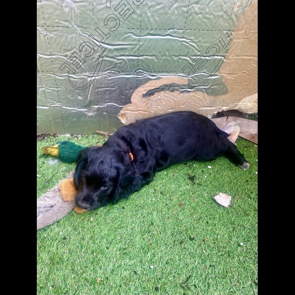 Cocker Spaniel (Working &amp; Show) - Dogs