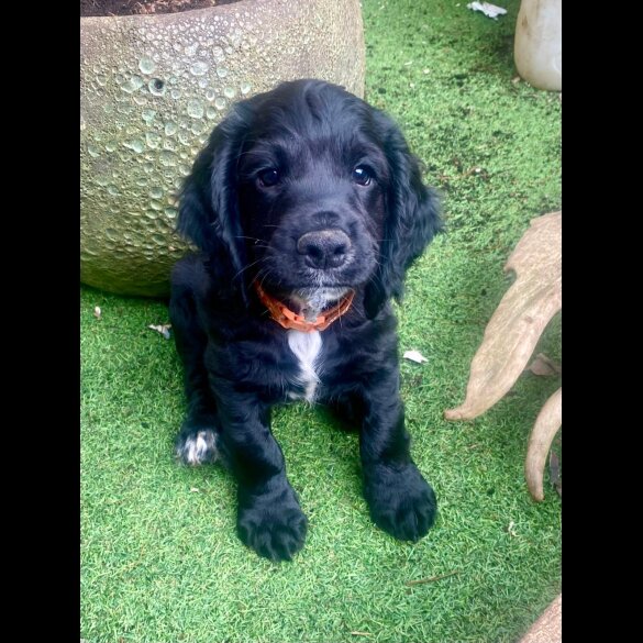 Cocker Spaniel (Working &amp; Show) - Dogs