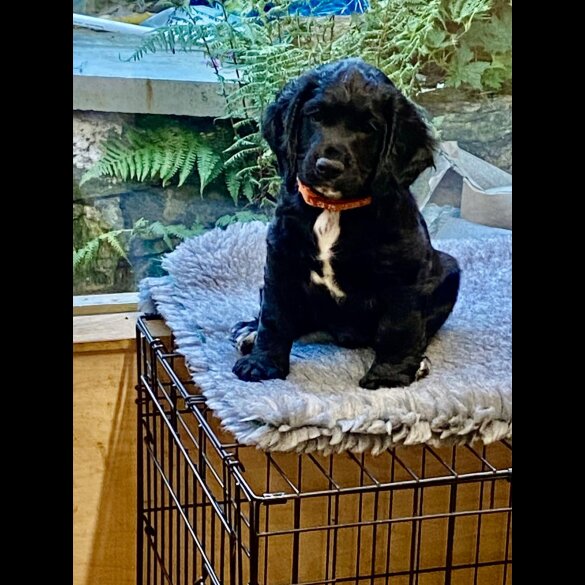 Cocker Spaniel (Working &amp; Show) - Dogs