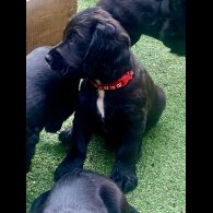 Cocker Spaniel (Working &amp; Show) - Dogs