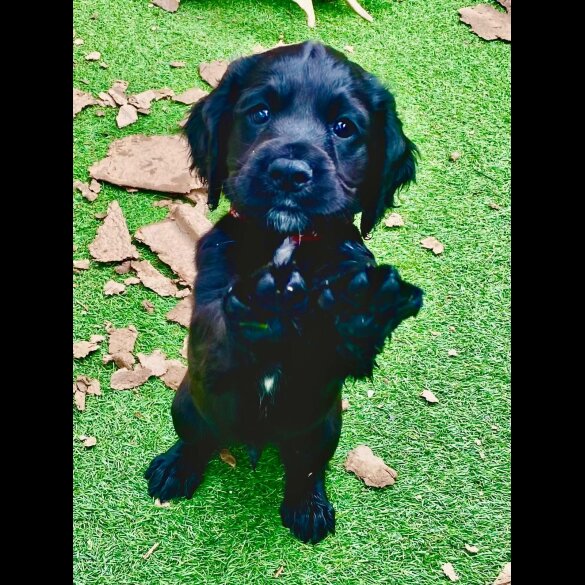 Cocker Spaniel (Working &amp; Show) - Dogs