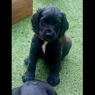 Cocker Spaniel (Working &amp; Show) - Dogs