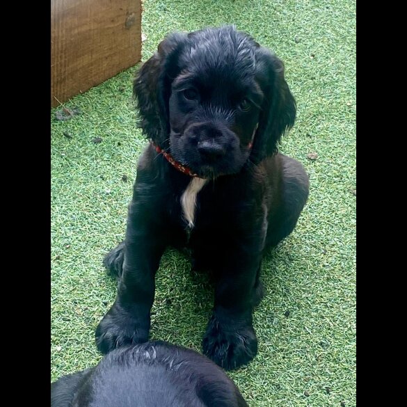 Cocker Spaniel (Working &amp; Show) - Dogs