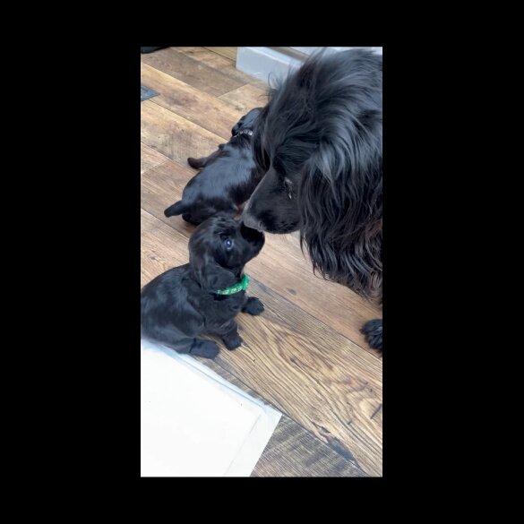 Cocker Spaniel (Working &amp; Show) - Dogs