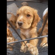 Cocker Spaniel (Working &amp; Show) - Bitches