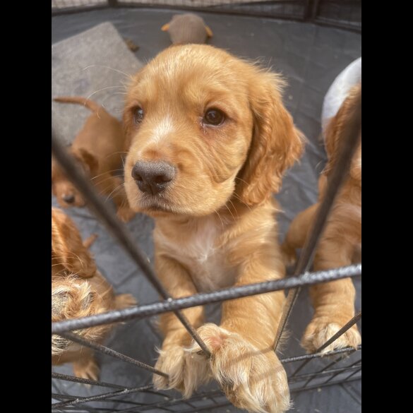 Cocker Spaniel (Working &amp; Show) - Bitches