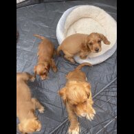 Cocker Spaniel (Working &amp; Show) - Bitches