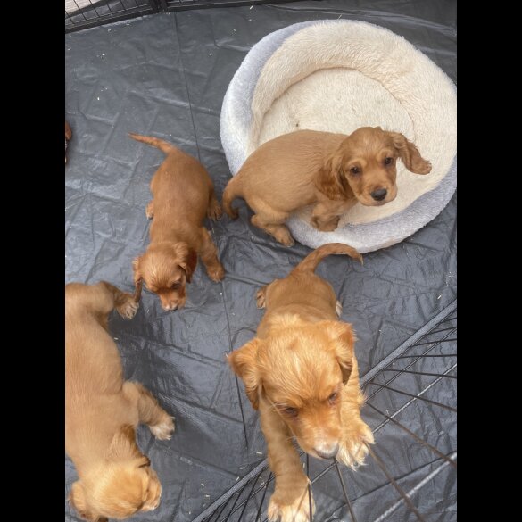 Cocker Spaniel (Working &amp; Show) - Bitches