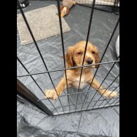 Cocker Spaniel (Working &amp; Show) - Bitches