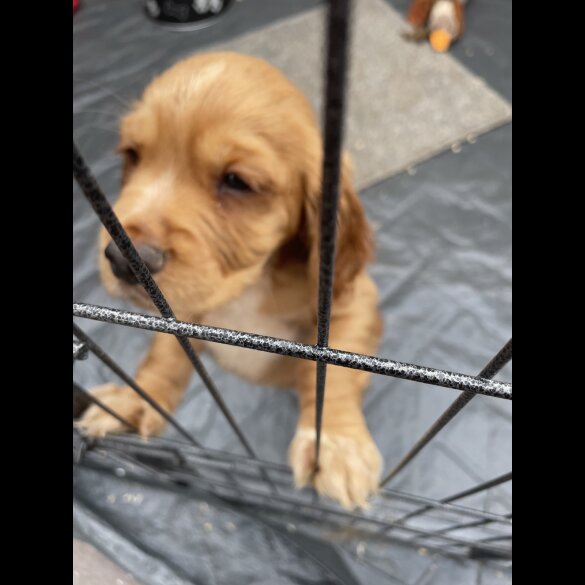Cocker Spaniel (Working &amp; Show) - Bitches