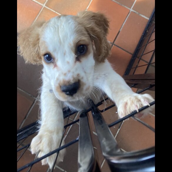 Cocker Spaniel (Working &amp; Show) - Both