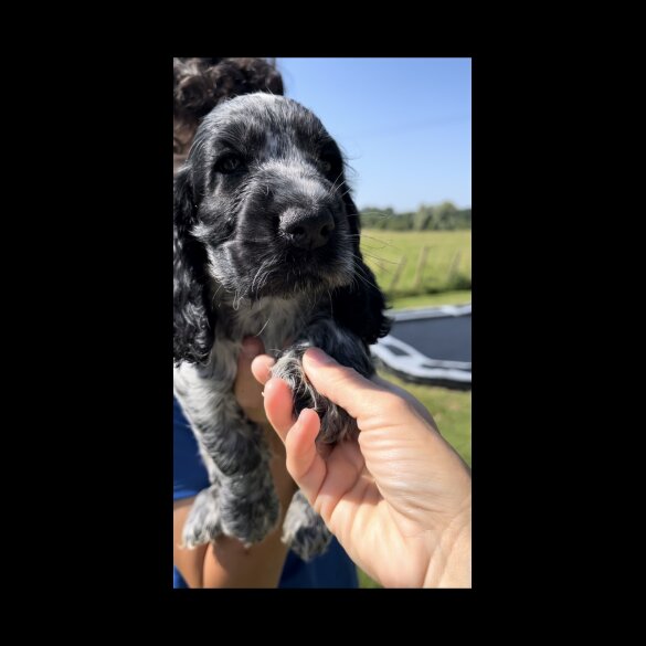 Cocker Spaniel (Working &amp; Show) - Both