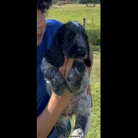 Cocker Spaniel (Working &amp; Show) - Both
