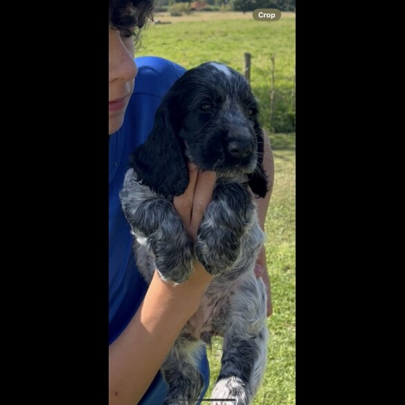 Cocker Spaniel (Working &amp; Show) - Both