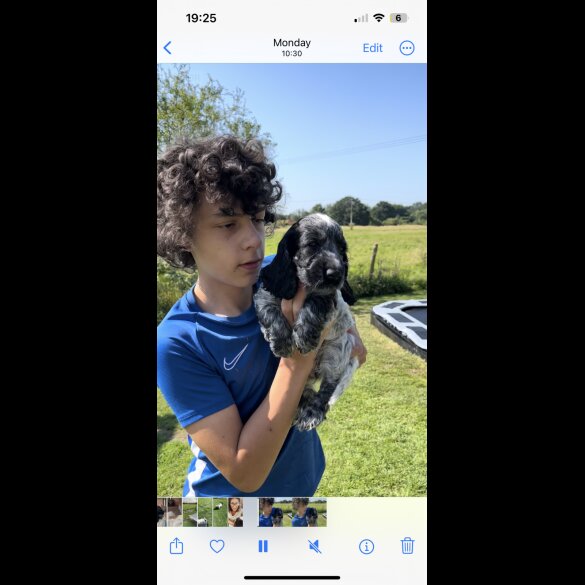 Cocker Spaniel (Working &amp; Show) - Both