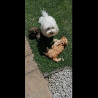 Coton De Tulear - Both