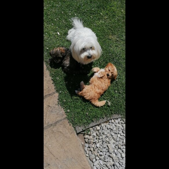 Coton De Tulear - Both