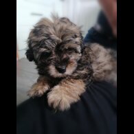 Coton De Tulear - Both