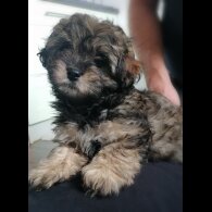 Coton De Tulear - Both
