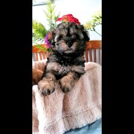 Coton De Tulear - Both