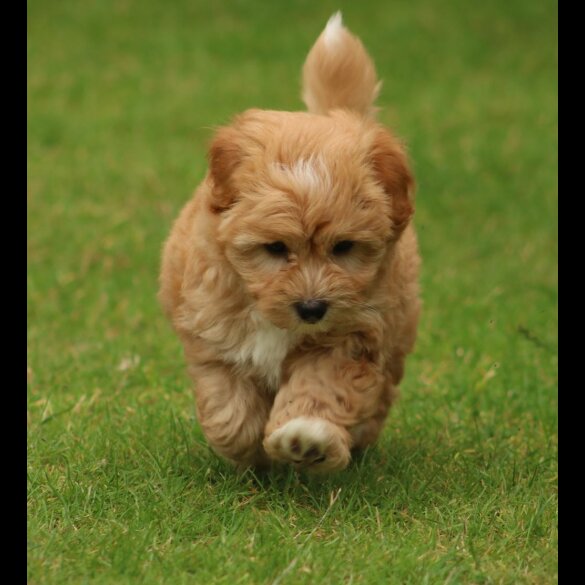 Coton De Tulear - Both