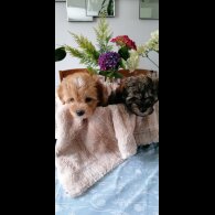 Coton De Tulear - Both