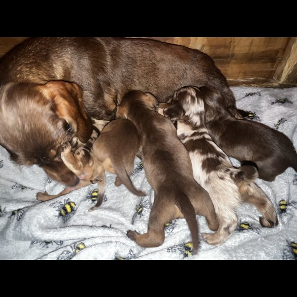 Dachshund (Standard &amp; Miniature) - Both